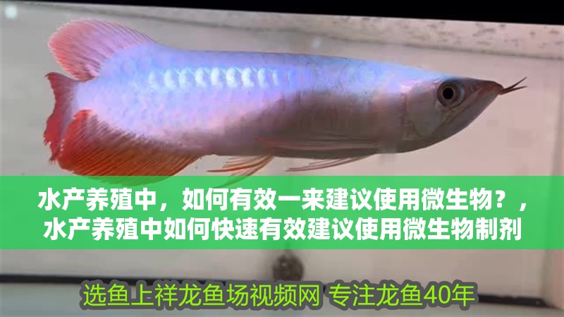 水產養殖中，如何有效一來建議使用微生物？，水產養殖中如何快速有效建議使用微生物制劑使用得當