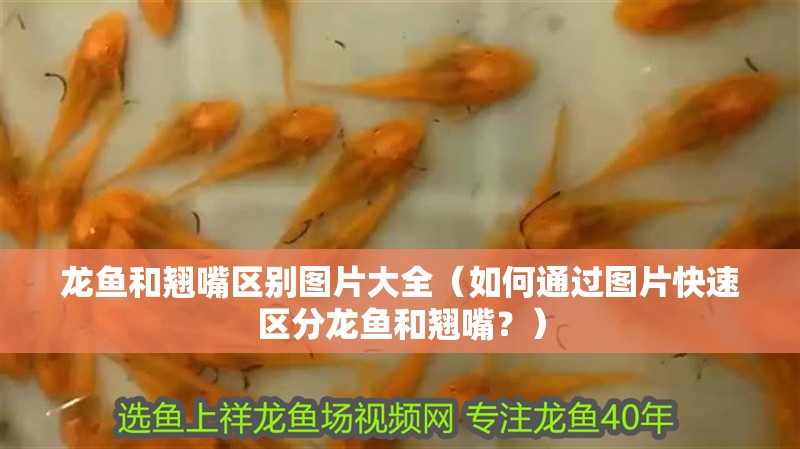 龍魚和翹嘴區別圖片大全（如何通過圖片快速區分龍魚和翹嘴？）