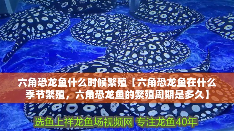 六角恐龍魚什么時候繁殖【六角恐龍魚在什么季節繁殖，六角恐龍魚的繁殖周期是多久】