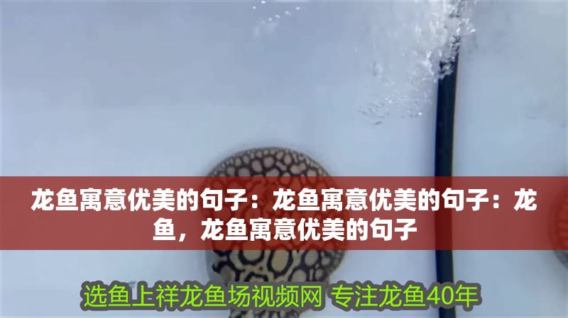 龍魚寓意優美的句子：龍魚寓意優美的句子：龍魚，龍魚寓意優美的句子