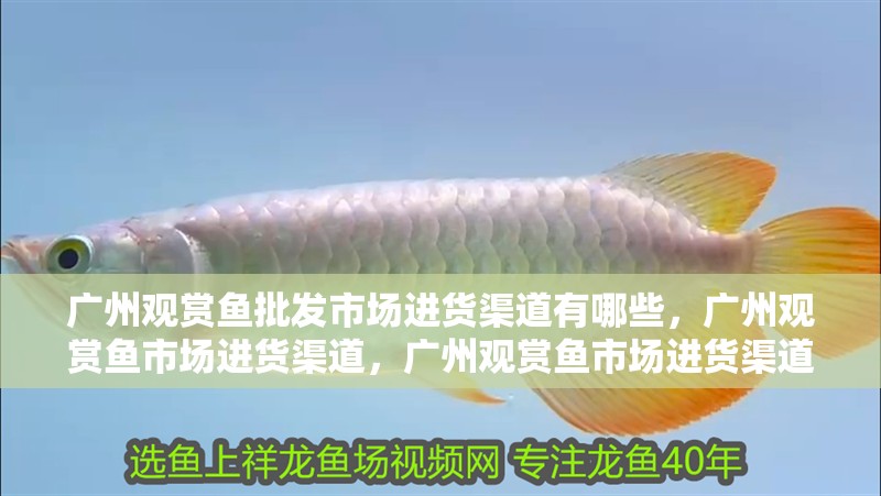 廣州觀賞魚批發市場進貨渠道有哪些，廣州觀賞魚市場進貨渠道，廣州觀賞魚市場進貨渠道