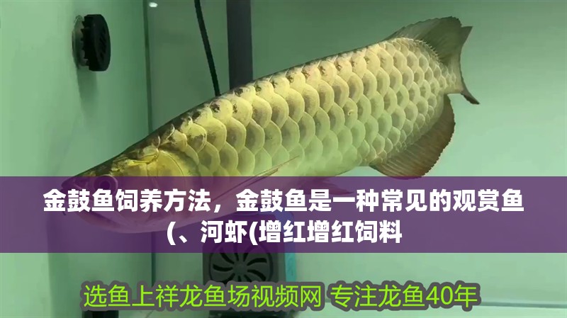 魚缸過濾器選購指南:自制魚缸過濾器魚缸上置過濾器對于養魚愛好者的必備知識 金鼓魚飼養方法,金鼓魚是一種常見的觀賞魚(、河蝦(增紅增紅飼料 觀賞魚百科 金鼓魚飼養方法,金鼓魚是一種常見的觀賞魚(、河蝦(增紅增紅飼料 金鼓魚飼養方法,金鼓魚是一種常見的觀賞魚(、河蝦(增紅增紅飼料 觀賞魚百科