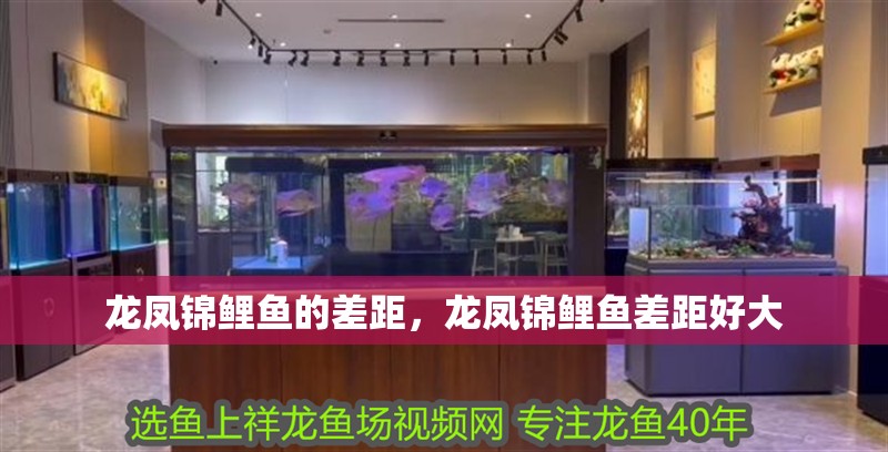 龍鳳錦鯉魚的差距，龍鳳錦鯉魚差距好大