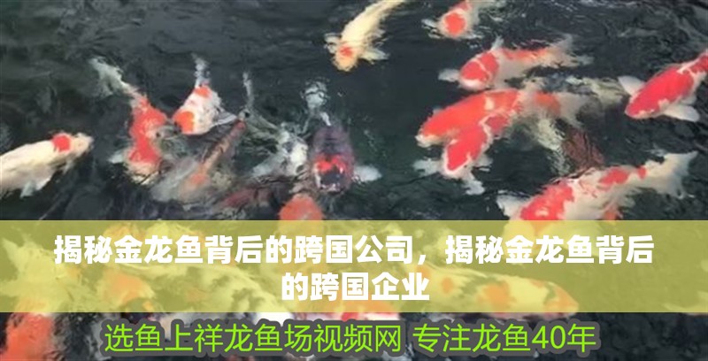 揭秘金龍魚背后的跨國公司，揭秘金龍魚背后的跨國企業