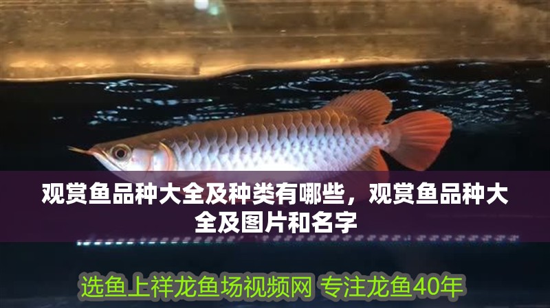 觀賞魚品種大全及種類有哪些，觀賞魚品種大全及圖片和名字