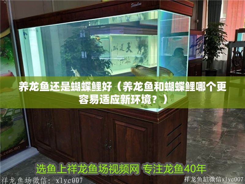 養龍魚還是蝴蝶鯉好（養龍魚和蝴蝶鯉哪個更容易適應新環境？）
