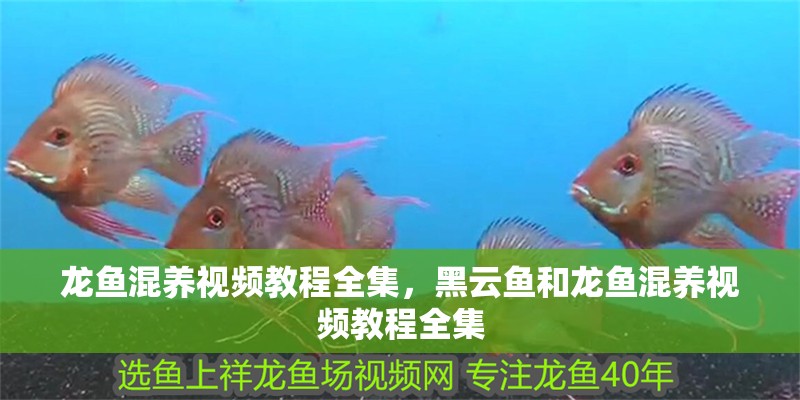 龍魚混養視頻教程全集，黑云魚和龍魚混養視頻教程全集 龍魚混養視頻教程全集，黑云魚和龍魚混養視頻教程全集 觀賞魚百科