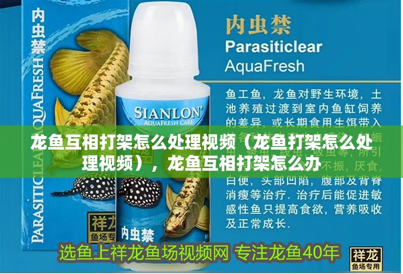 龍魚互相打架怎么處理視頻（龍魚打架怎么處理視頻），龍魚互相打架怎么辦
