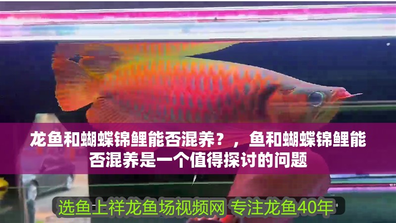 龍魚和蝴蝶錦鯉能否混養？，魚和蝴蝶錦鯉能否混養是一個值得探討的問題