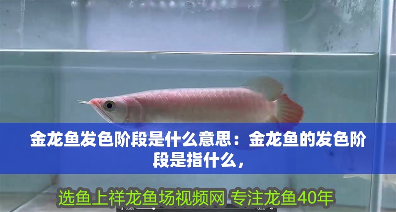 金龍魚發(fā)色階段是什么意思：金龍魚的發(fā)色階段是指什么，