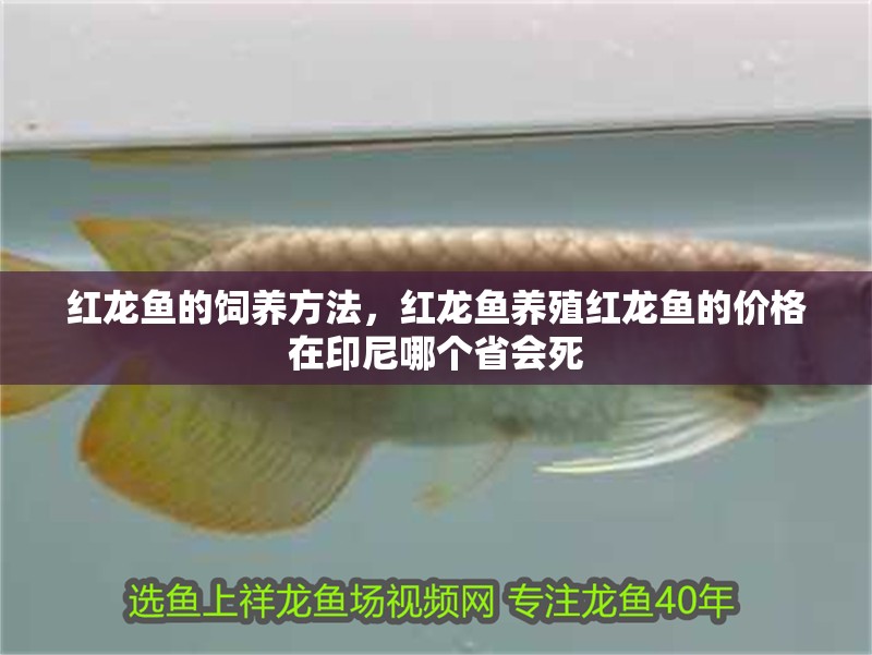 紅龍魚的飼養(yǎng)方法，紅龍魚養(yǎng)殖紅龍魚的價(jià)格在印尼哪個(gè)省會(huì)死