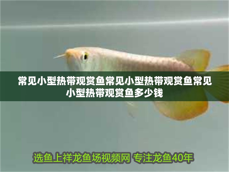 常見小型熱帶觀賞魚常見小型熱帶觀賞魚常見小型熱帶觀賞魚多少錢