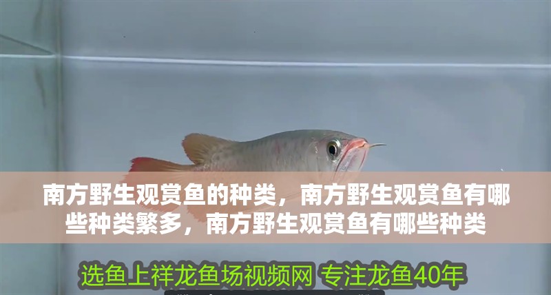 南方野生觀賞魚的種類，南方野生觀賞魚有哪些種類繁多，南方野生觀賞魚有哪些種類