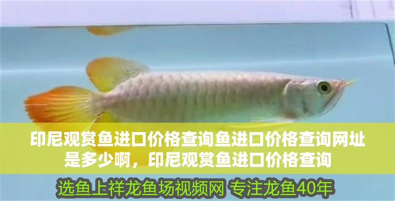 印尼觀賞魚進(jìn)口價格查詢魚進(jìn)口價格查詢網(wǎng)址是多少啊，印尼觀賞魚進(jìn)口價格查詢