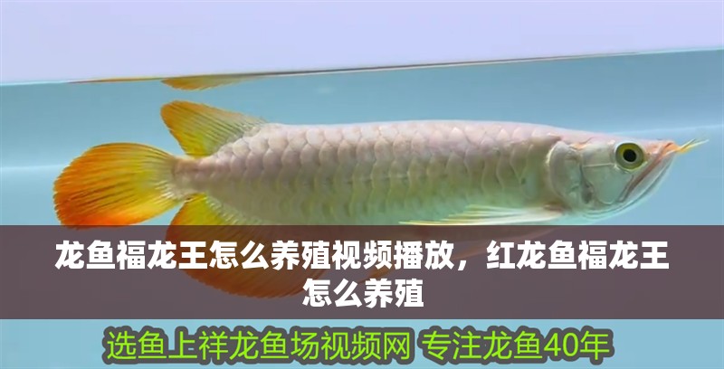 龍魚福龍王怎么養殖視頻播放，紅龍魚福龍王怎么養殖