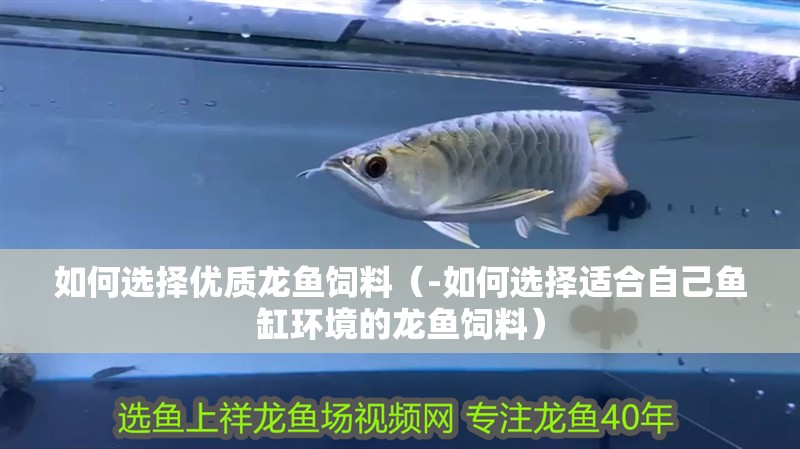如何選擇優質龍魚飼料（-如何選擇適合自己魚缸環境的龍魚飼料）