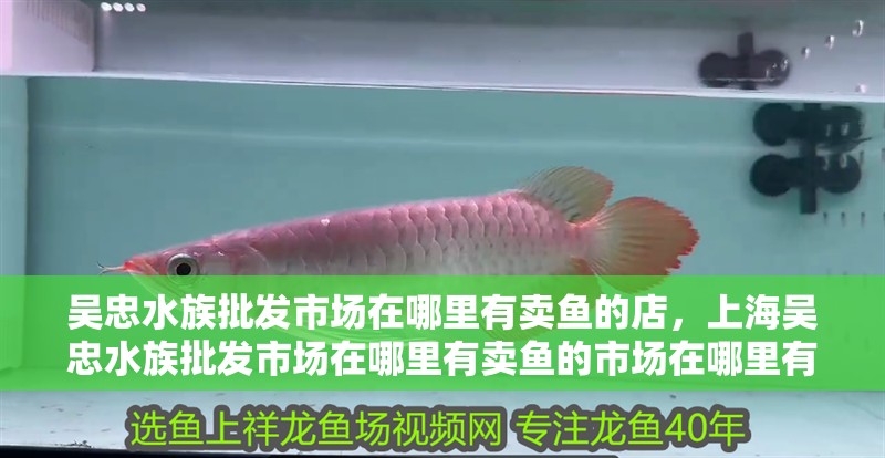 吳忠水族批發市場在哪里有賣魚的店，上海吳忠水族批發市場在哪里有賣魚的市場在哪里有賣魚的店