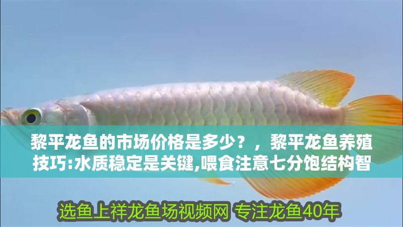 黎平龍魚的市場價格是多少？，黎平龍魚養殖技巧:水質穩定是關鍵,喂食注意七分飽結構智造師