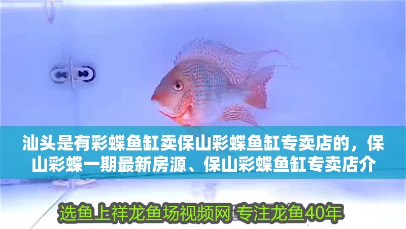 汕頭是有彩蝶魚缸賣保山彩蝶魚缸專賣店的，保山彩蝶一期最新房源、保山彩蝶魚缸專賣店介紹