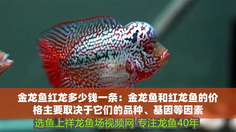 金龍魚紅龍多少錢一條：金龍魚和紅龍魚的價格主要取決于它們的品種、基因等因素