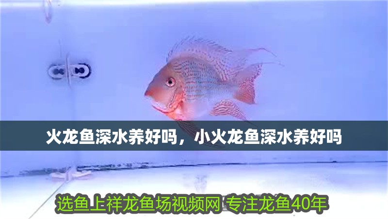 火龍魚深水養好嗎，小火龍魚深水養好嗎