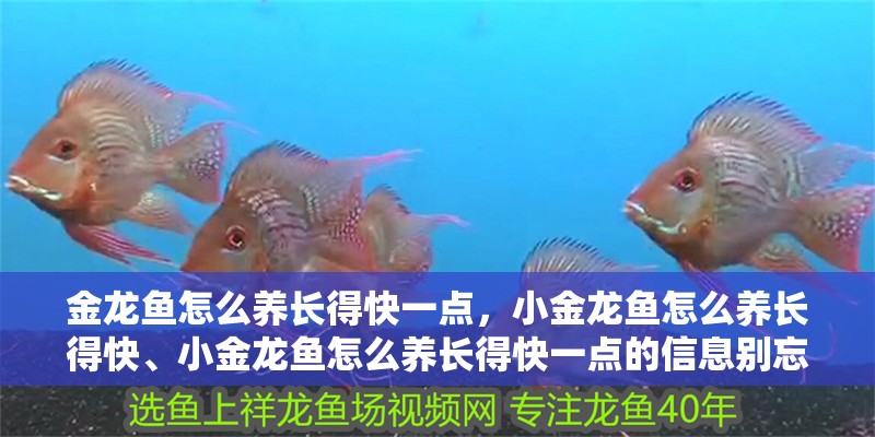 金龍魚怎么養長得快一點，小金龍魚怎么養長得快、小金龍魚怎么養長得快一點的信息別忘了