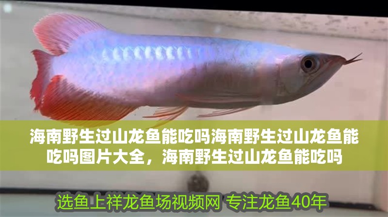 海南野生過山龍魚能吃嗎海南野生過山龍魚能吃嗎圖片大全，海南野生過山龍魚能吃嗎 海南野生過山龍魚能吃嗎海南野生過山龍魚能吃嗎圖片大全，海南野生過山龍魚能吃嗎 觀賞魚百科 第2張