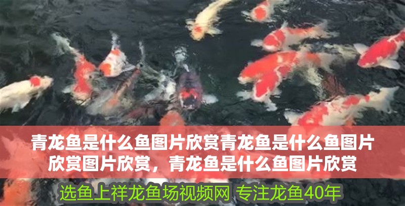 青龍魚是什么魚圖片欣賞青龍魚是什么魚圖片欣賞圖片欣賞，青龍魚是什么魚圖片欣賞