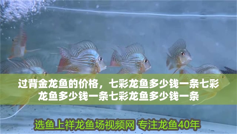 我的虎魚真菌感染了要怎么處理 過背金龍魚的價格,七彩龍魚多少錢一條七彩龍魚多少錢一條七彩龍魚多少錢一條 觀賞魚百科 過背金龍魚的價格,七彩龍魚多少錢一條七彩龍魚多少錢一條七彩龍魚多少錢一條 過背金龍魚的價格,七彩龍魚多少錢一條七彩龍魚多少錢一條七彩龍魚多少錢一條 觀賞魚百科