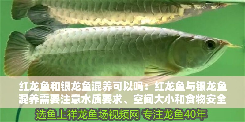 紅龍魚和銀龍魚混養可以嗎：紅龍魚與銀龍魚混養需要注意水質要求、空間大小和食物安全等因素
