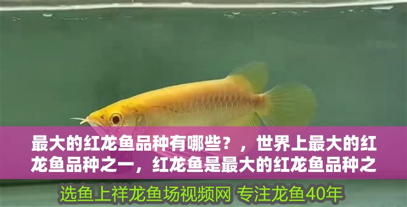 最大的紅龍魚品種有哪些？，世界上最大的紅龍魚品種之一，紅龍魚是最大的紅龍魚品種之一
