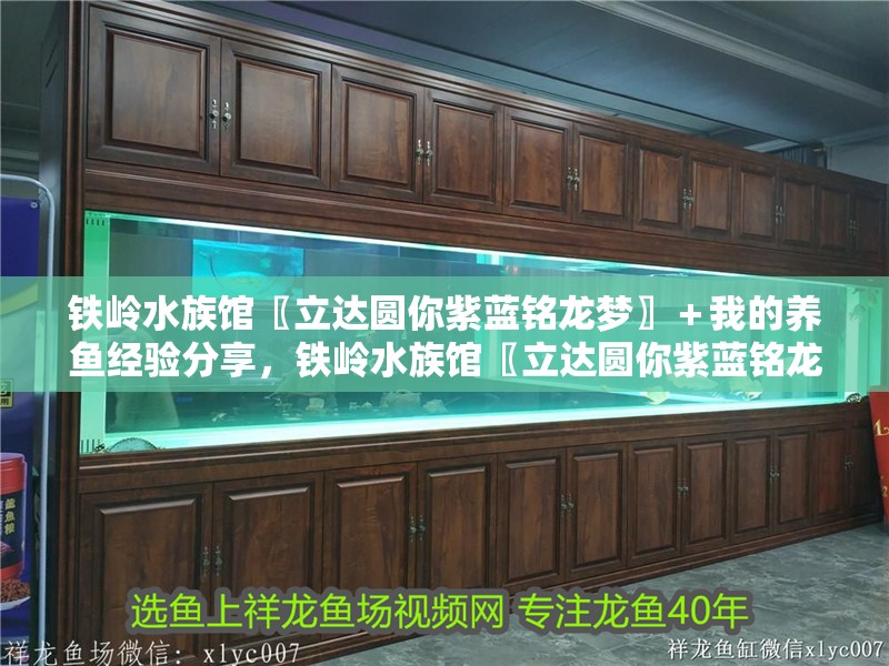 鐵嶺水族館〖立達圓你紫藍銘龍夢〗＋我的養魚經驗分享，鐵嶺水族館〖立達圓你紫藍銘龍夢〗