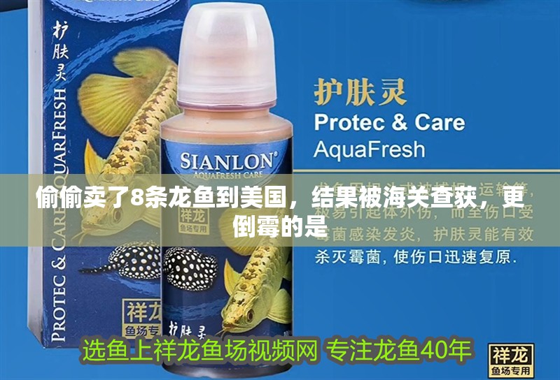 偷偷賣了8條龍魚到美國，結果被海關查獲，更倒霉的是