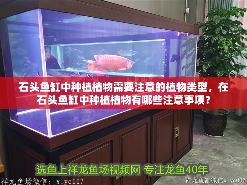 石頭魚缸中種植植物需要注意的植物類型，在石頭魚缸中種植植物有哪些注意事項？