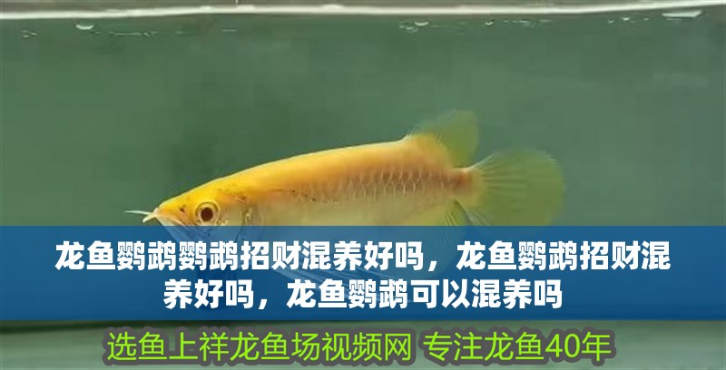 龍魚鸚鵡鸚鵡招財混養好嗎，龍魚鸚鵡招財混養好嗎，龍魚鸚鵡可以混養嗎