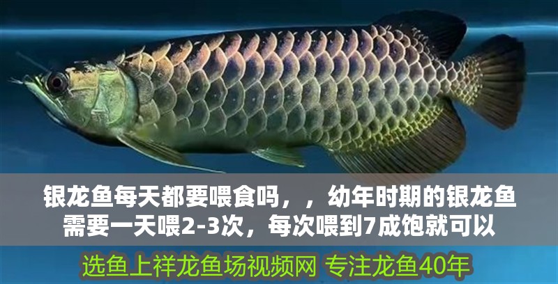 銀龍魚每天都要喂食嗎，，幼年時期的銀龍魚需要一天喂2-3次，每次喂到7成飽就可以