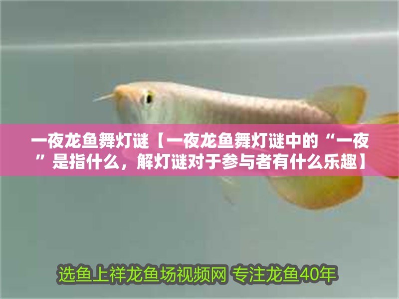 一夜龍魚舞燈謎【一夜龍魚舞燈謎中的“一夜”是指什么，解燈謎對于參與者有什么樂趣】