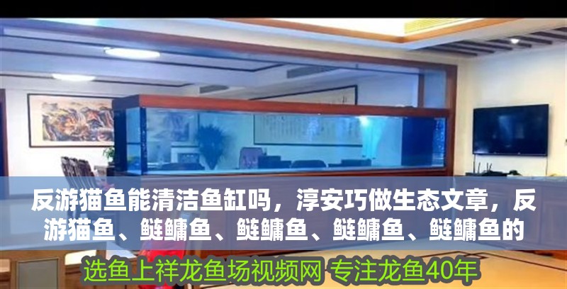 反游貓魚(yú)能清潔魚(yú)缸嗎，淳安巧做生態(tài)文章，反游貓魚(yú)、鰱鳙魚(yú)、鰱鳙魚(yú)、鰱鳙魚(yú)、鰱鳙魚(yú)的區(qū)別