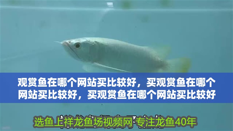 觀賞魚在哪個網站買比較好，買觀賞魚在哪個網站買比較好，買觀賞魚在哪個網站買比較好，在哪個網站買比較好