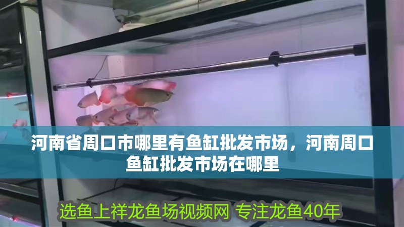 河南省周口市哪里有魚缸批發市場，河南周口魚缸批發市場在哪里