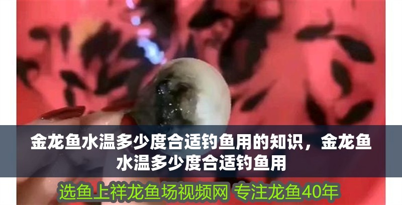 金龍魚水溫多少度合適釣魚用的知識，金龍魚水溫多少度合適釣魚用