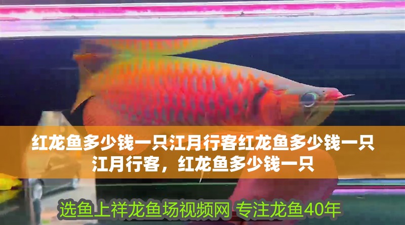 紅龍魚多少錢一只江月行客紅龍魚多少錢一只江月行客，紅龍魚多少錢一只