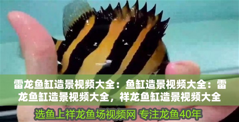 雷龍魚缸造景視頻大全：魚缸造景視頻大全：雷龍魚缸造景視頻大全，祥龍魚缸造景視頻大全