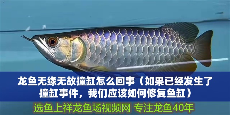 龍魚(yú)無(wú)緣無(wú)故撞缸怎么回事(如果已經(jīng)發(fā)生了撞缸事件,我們應(yīng)該如何修復(fù)魚(yú)缸) 觀賞魚(yú)百科 第2張 龍魚(yú)無(wú)緣無(wú)故撞缸怎么回事(如果已經(jīng)發(fā)生了撞缸事件,我們應(yīng)該如何修復(fù)魚(yú)缸) 龍魚(yú)無(wú)緣無(wú)故撞缸怎么回事(如果已經(jīng)發(fā)生了撞缸事件,我們應(yīng)該如何修復(fù)魚(yú)缸) 觀賞魚(yú)百科 第2張