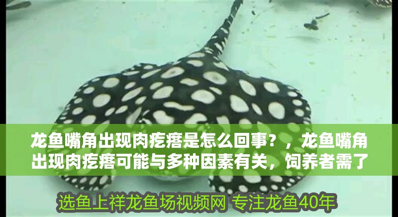 龍魚嘴角出現肉疙瘩是怎么回事？，龍魚嘴角出現肉疙瘩可能與多種因素有關，飼養者需了解