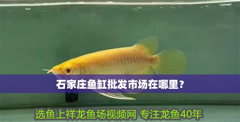 石家莊魚缸批發市場在哪里？