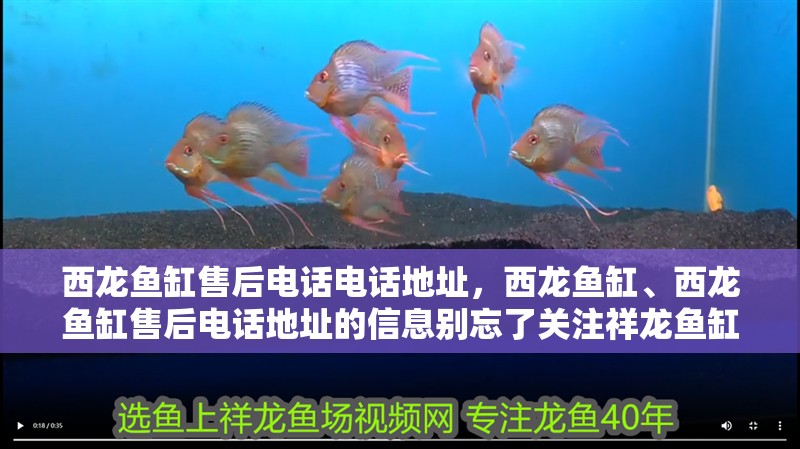 西龍魚缸售后電話電話地址，西龍魚缸、西龍魚缸售后電話地址的信息別忘了關注祥龍魚缸