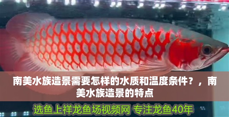南美水族造景需要怎樣的水質(zhì)和溫度條件？，南美水族造景的特點(diǎn)