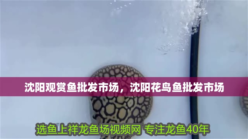 沈陽觀賞魚批發(fā)市場(chǎng)，沈陽花鳥魚批發(fā)市場(chǎng)