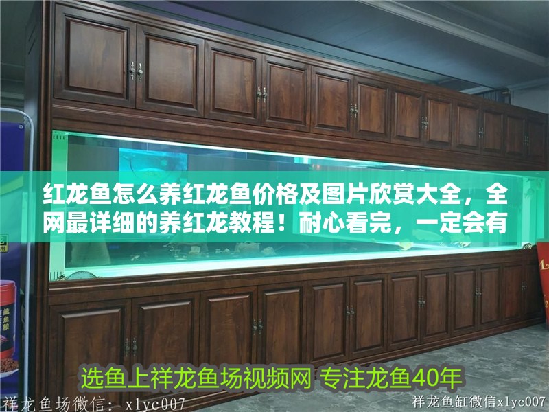 紅龍魚怎么養紅龍魚價格及圖片欣賞大全，全網最詳細的養紅龍教程！耐心看完，一定會有收獲
